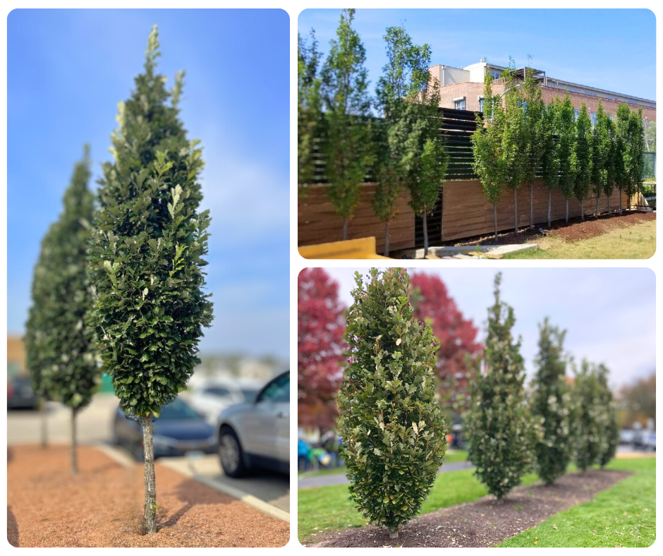 Collage of Columnar Trees